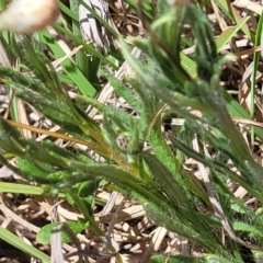 Leptorhynchos squamatus subsp. squamatus at Gigerline Nature Reserve - 18 Nov 2023