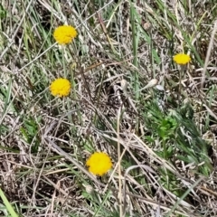 Leptorhynchos squamatus subsp. squamatus at Gigerline Nature Reserve - 18 Nov 2023