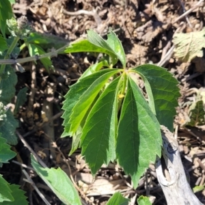 Parthenocissus quinquefolia at Gigerline Nature Reserve - 18 Nov 2023