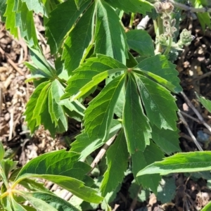 Parthenocissus quinquefolia at Gigerline Nature Reserve - 18 Nov 2023