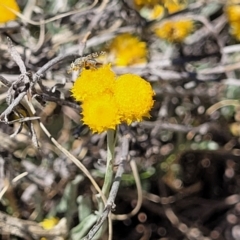 Chrysocephalum apiculatum (Common Everlasting) at Gigerline Nature Reserve - 18 Nov 2023 by trevorpreston