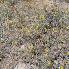 Chrysocephalum apiculatum at Gigerline Nature Reserve - 18 Nov 2023