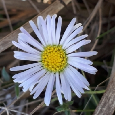 Brachyscome decipiens (Field Daisy) at Yaouk, NSW - 18 Oct 2023 by JARS