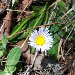 Brachyscome decipiens at Yaouk, NSW - suppressed