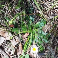 Brachyscome decipiens at Yaouk, NSW - suppressed