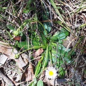 Brachyscome decipiens at Yaouk, NSW - suppressed