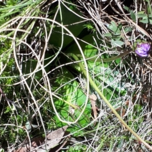 Brachyscome decipiens at Yaouk, NSW - suppressed