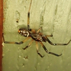 Latrodectus hasselti at Cook, ACT - 16 Nov 2023 by CathB