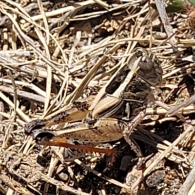 Brachyexarna lobipennis (Stripewinged meadow grasshopper) at Tuggeranong, ACT - 18 Nov 2023 by trevorpreston