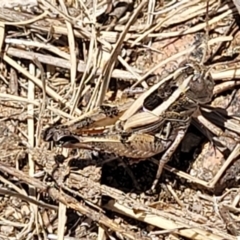 Brachyexarna lobipennis at Gigerline Nature Reserve - 18 Nov 2023