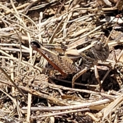 Brachyexarna lobipennis at Gigerline Nature Reserve - 18 Nov 2023