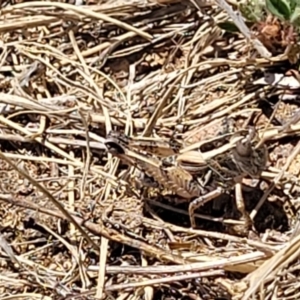 Brachyexarna lobipennis at Gigerline Nature Reserve - 18 Nov 2023