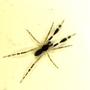 Cycloctenidae (family) at suppressed - 18 Nov 2023