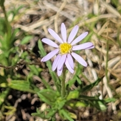 Vittadinia muelleri (Narrow-leafed New Holland Daisy) at Gigerline Nature Reserve - 18 Nov 2023 by trevorpreston