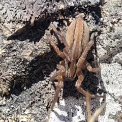 Unidentified Other hunting spider at Gigerline Nature Reserve - 18 Nov 2023 by trevorpreston