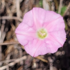 Convolvulus angustissimus subsp. angustissimus (Australian Bindweed) at Tuggeranong, ACT - 18 Nov 2023 by trevorpreston