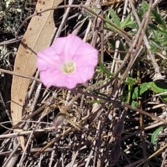 Convolvulus angustissimus subsp. angustissimus at Gigerline Nature Reserve - 18 Nov 2023