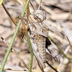 Gastrimargus musicus at Gigerline Nature Reserve - 18 Nov 2023 01:33 PM