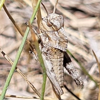 Gastrimargus musicus (Yellow-winged Locust or Grasshopper) at Tuggeranong, ACT - 18 Nov 2023 by trevorpreston