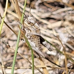 Gastrimargus musicus at Gigerline Nature Reserve - 18 Nov 2023 01:33 PM