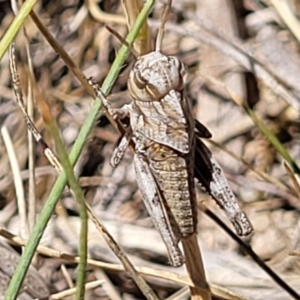 Gastrimargus musicus at Gigerline Nature Reserve - 18 Nov 2023 01:33 PM