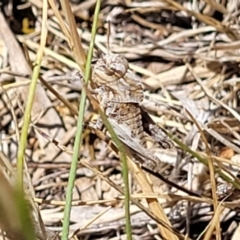 Gastrimargus musicus at Gigerline Nature Reserve - 18 Nov 2023 01:33 PM