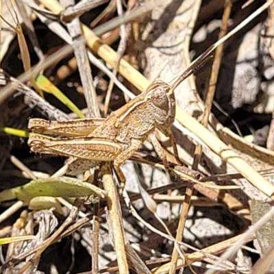 Phaulacridium vittatum (Wingless Grasshopper) at Tuggeranong, ACT - 18 Nov 2023 by trevorpreston