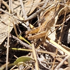 Phaulacridium vittatum at Gigerline Nature Reserve - 18 Nov 2023