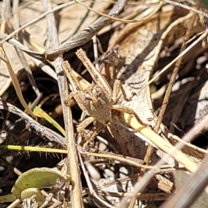 Phaulacridium vittatum at Gigerline Nature Reserve - 18 Nov 2023