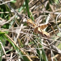 Oedaleus australis (Australian Oedaleus) at Gigerline Nature Reserve - 18 Nov 2023 by trevorpreston