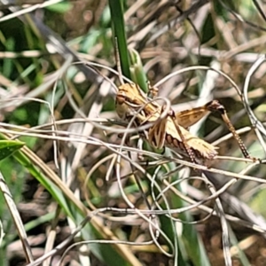 Oedaleus australis at Gigerline Nature Reserve - 18 Nov 2023