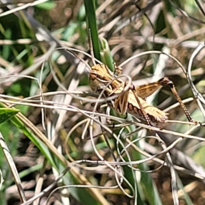 Oedaleus australis (Australian Oedaleus) at Gigerline Nature Reserve - 18 Nov 2023 by trevorpreston