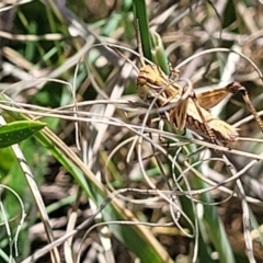 Oedaleus australis at Gigerline Nature Reserve - 18 Nov 2023