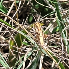 Oedaleus australis at Gigerline Nature Reserve - 18 Nov 2023