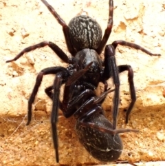 Badumna insignis (Black House Spider) at Cook, ACT - 9 Nov 2023 by CathB