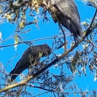 Callocephalon fimbriatum (Gang-gang Cockatoo) at Bungendore, NSW - 18 Nov 2023 by clarehoneydove