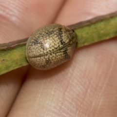 Paropsis charybdis (Eucalyptus leaf beetle) at Higgins, ACT - 22 Dec 2022 by AlisonMilton