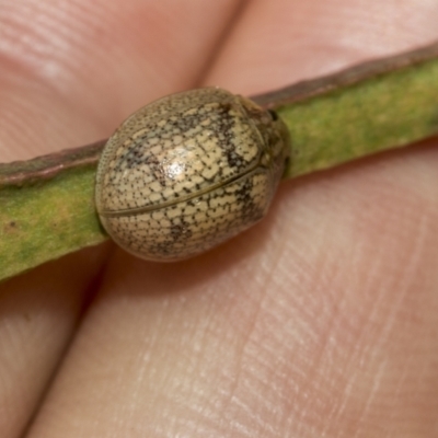 Paropsis charybdis (Eucalyptus leaf beetle) at Higgins Woodland - 23 Dec 2022 by AlisonMilton