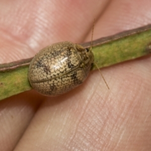 Paropsis charybdis at Higgins Woodland - 23 Dec 2022 10:34 AM