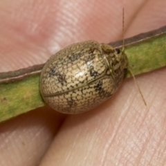 Paropsis charybdis at Higgins Woodland - 23 Dec 2022 10:34 AM