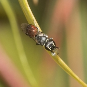 Hylaeus (Prosopisteron) littleri at Higgins Woodland - 23 Dec 2022 09:51 AM