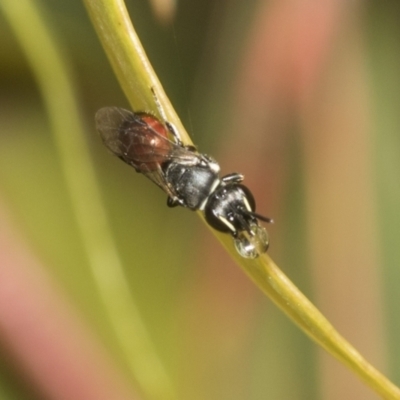 Hylaeus (Prosopisteron) littleri (Hylaeine colletid bee) at Higgins Woodland - 22 Dec 2022 by AlisonMilton