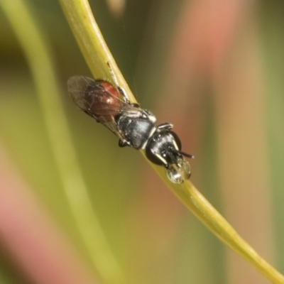 Hylaeus (Prosopisteron) littleri (Hylaeine colletid bee) at Higgins Woodland - 23 Dec 2022 by AlisonMilton