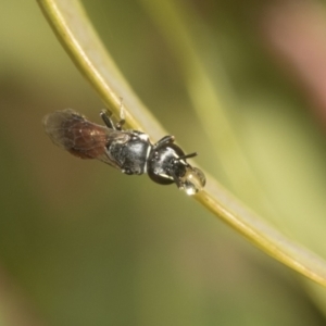 Hylaeus (Prosopisteron) littleri at Higgins Woodland - 23 Dec 2022 09:51 AM