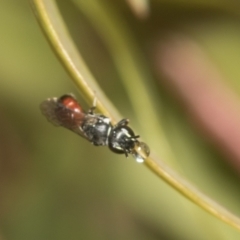 Hylaeus (Prosopisteron) littleri at Higgins Woodland - 23 Dec 2022 09:51 AM