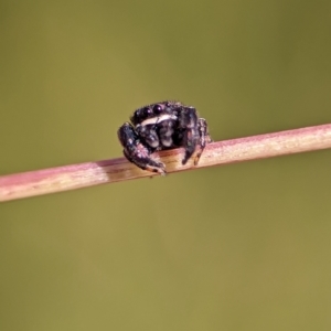 Simaethula sp. (genus) at Bluetts Block (402, 403, 12, 11) - 18 Nov 2023 09:50 AM