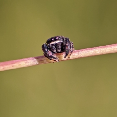 Simaethula sp. (genus) (A jumping spider) at Bluetts Block Area - 17 Nov 2023 by Miranda
