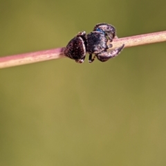 Simaethula sp. (genus) at Bluetts Block (402, 403, 12, 11) - 18 Nov 2023