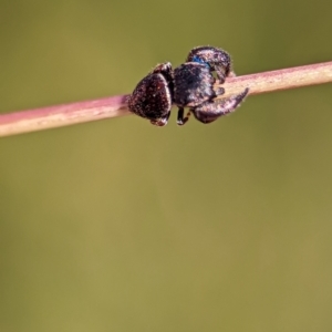 Simaethula sp. (genus) at Bluetts Block (402, 403, 12, 11) - 18 Nov 2023