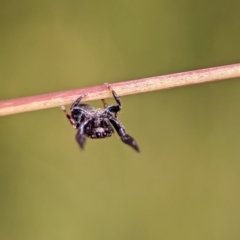 Simaethula sp. (genus) at Bluetts Block (402, 403, 12, 11) - 18 Nov 2023